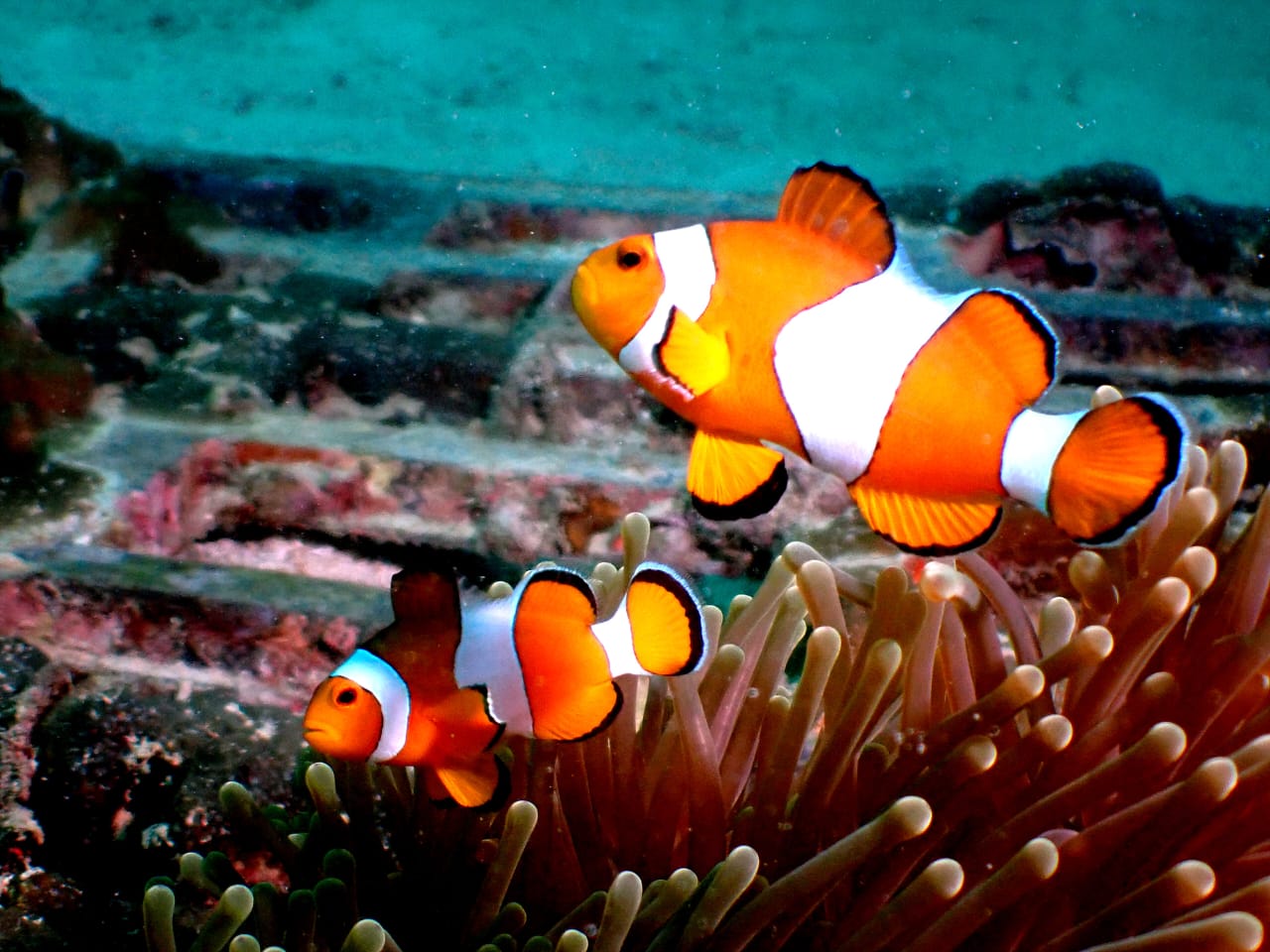 Public Safety Diving in Cambodia