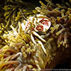 Crab in Anemone