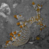 Bornella Nudibranch