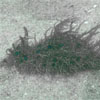 Hairy Nudibranch