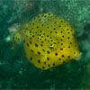 Yellow Boxfish/Ostracion cubicus