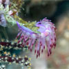 Nudibranch closeup