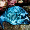 Blue Pufferfish