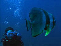 PADI Unterwasser Naturalist