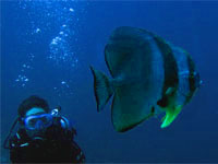 PADI Underwater Naturalist Specialty Course